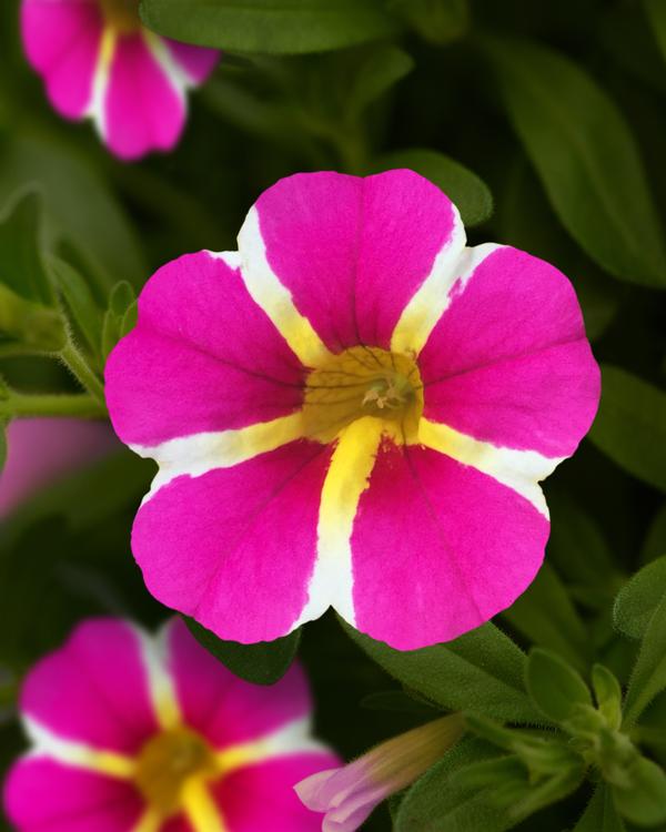 Calibrachoa hybrida 'Minifamous Uno Pink Star'