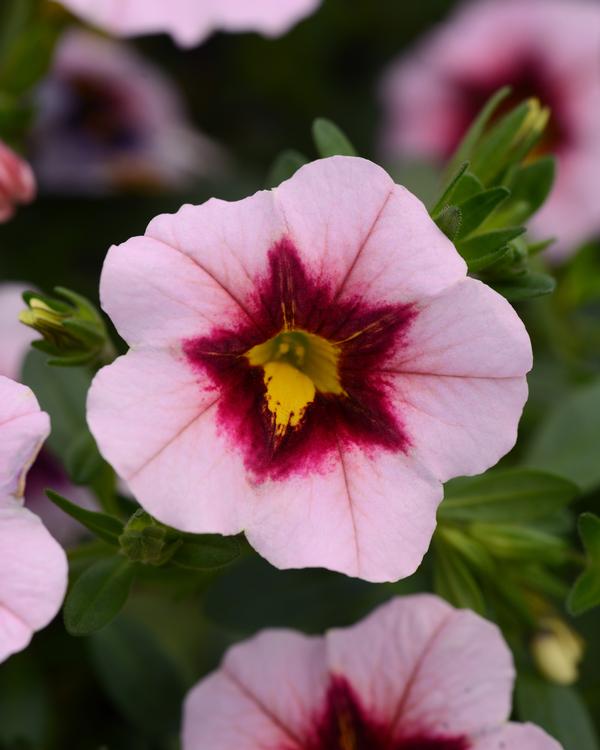 Calibrachoa hybrida 'Minifamous Uno Pink Strike'