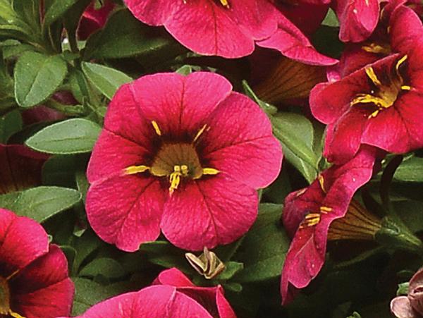 Calibrachoa hybrida 'Minifamous Uno Raspberry Star'