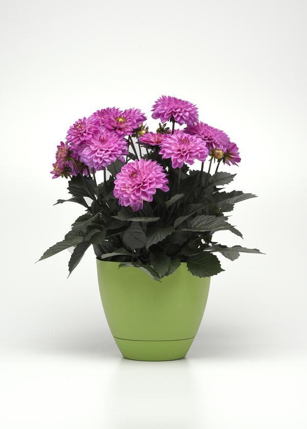 Dahlia hybrida 'City Lights Lavender Pink'