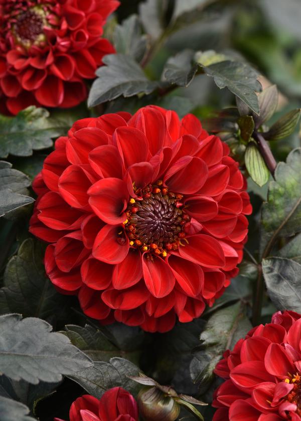 Dahlia hybrida 'City Lights Red'