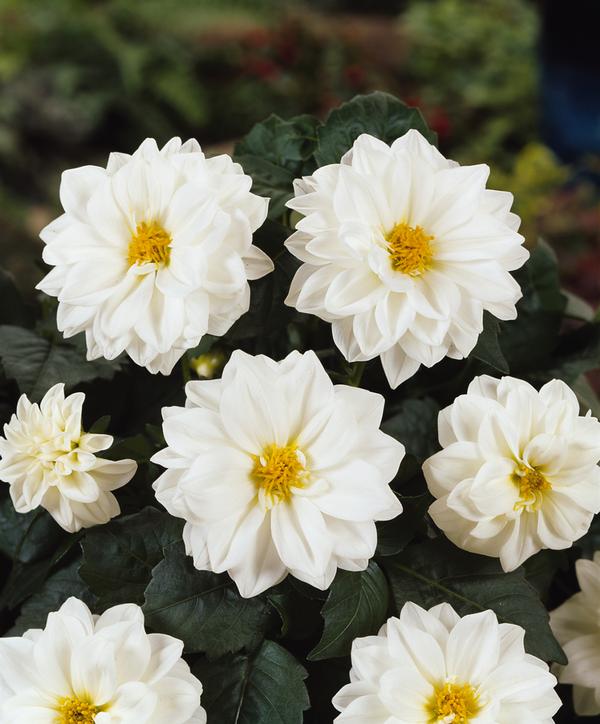 Dahlia pinnata 'Dahlietta Blanca'