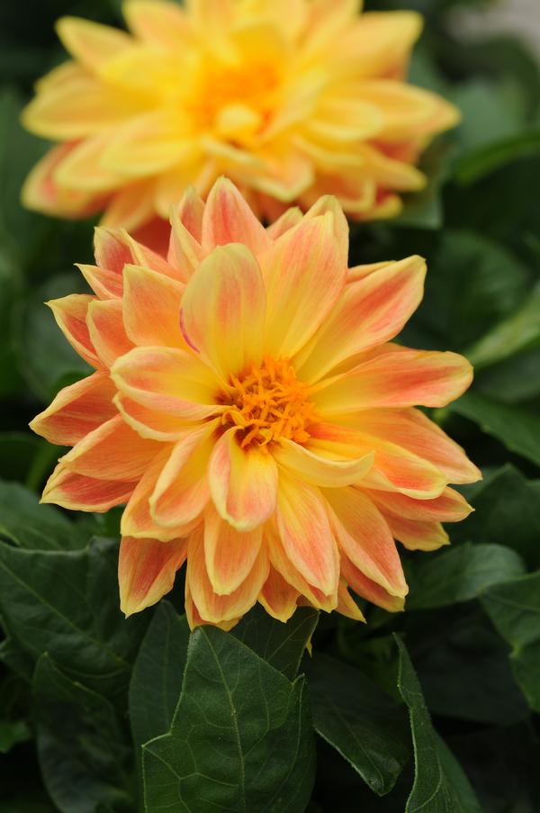 Dahlia pinnata 'Dahlietta Coby'