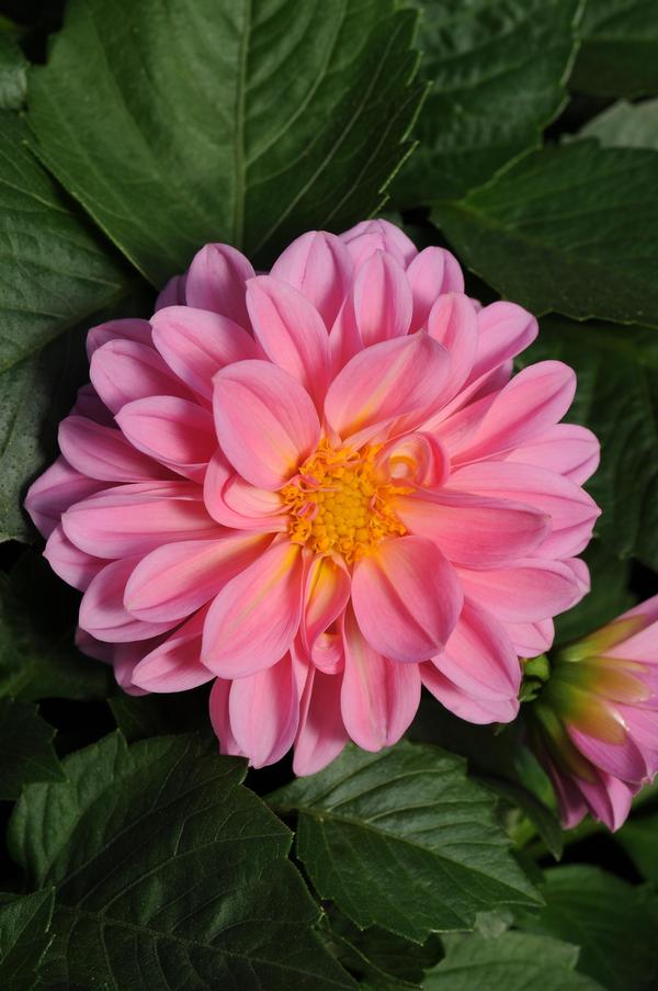 Dahlia pinnata 'Dahlietta Emily'