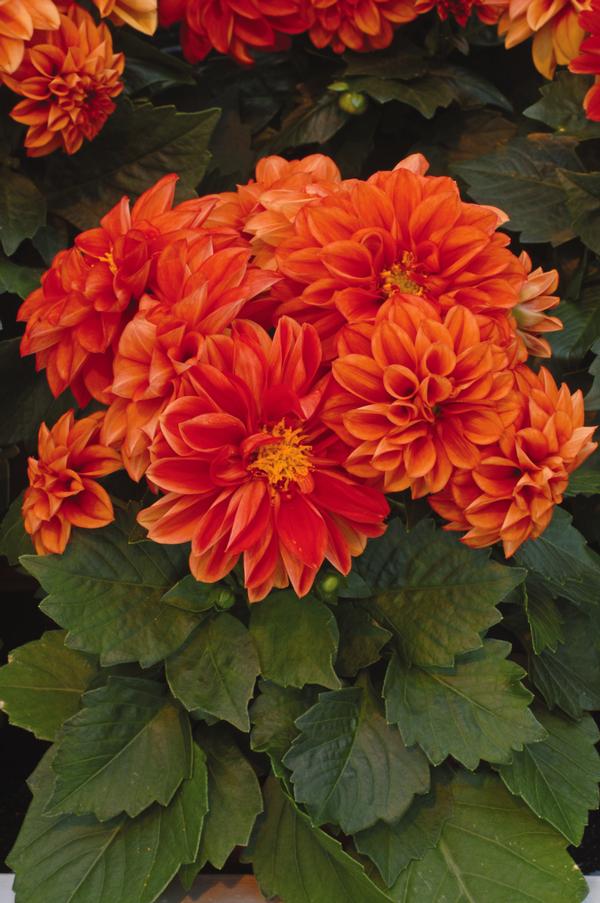 Dahlia pinnata 'Dahlietta Rachel'