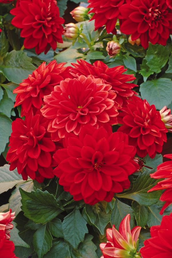 Dahlia pinnata 'Dahlietta Tessy'