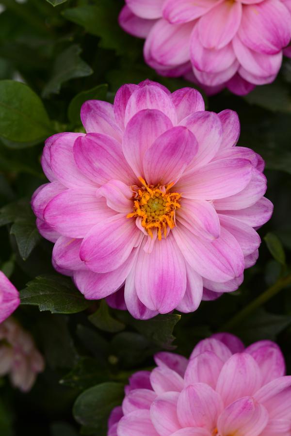 Dahlia hybrida 'Dalaya Pink and White'