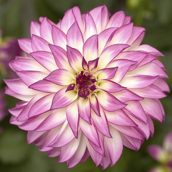 Dahlia hybrida 'Grandalia Pink Ice'
