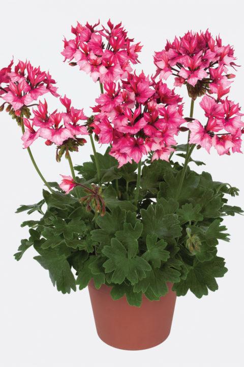 Geranium Exotic 'Fireworks Bicolor'