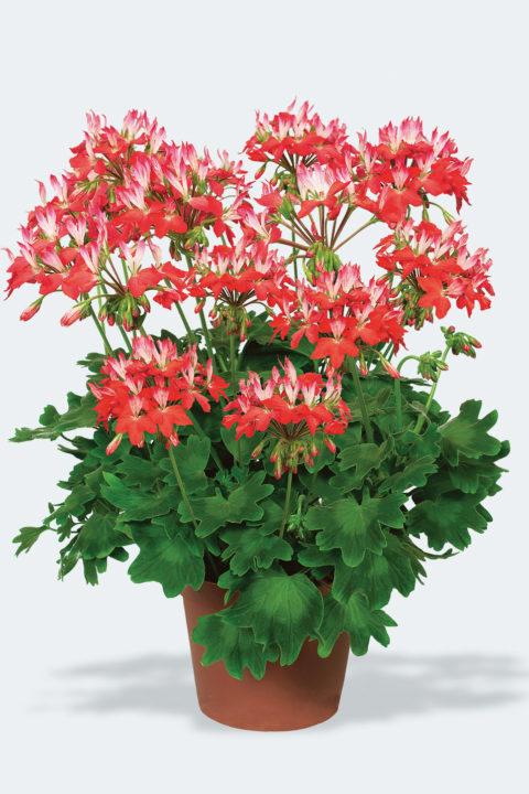 Geranium Exotic 'Fireworks Red White'