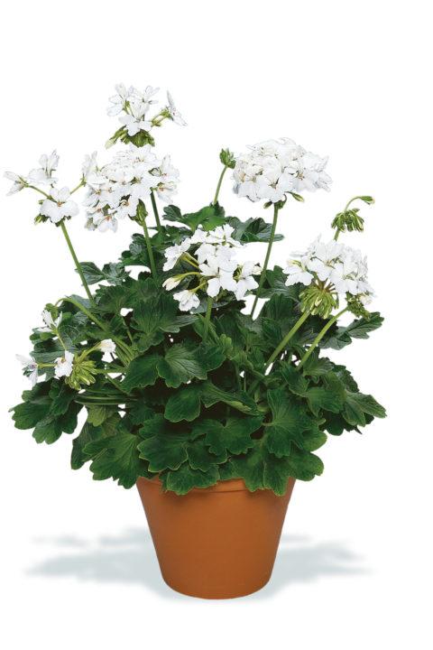 Geranium Exotic 'Fireworks White'