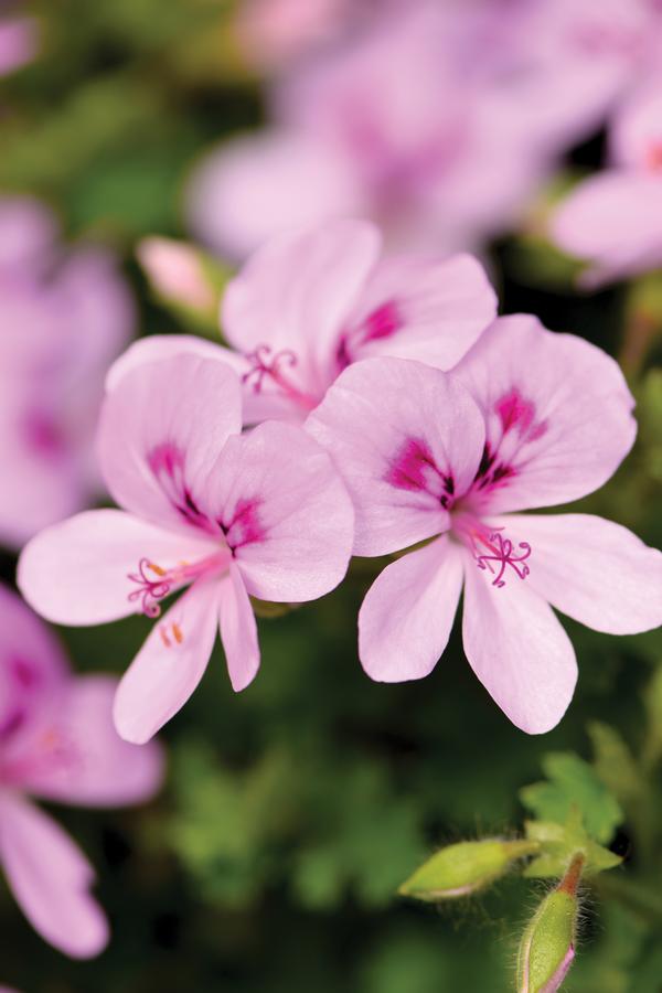 Geranium Exotic 'Scented Angels Lemona'