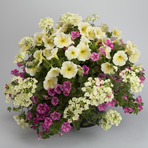 Kwik Kombo 'Pink Limeaide'