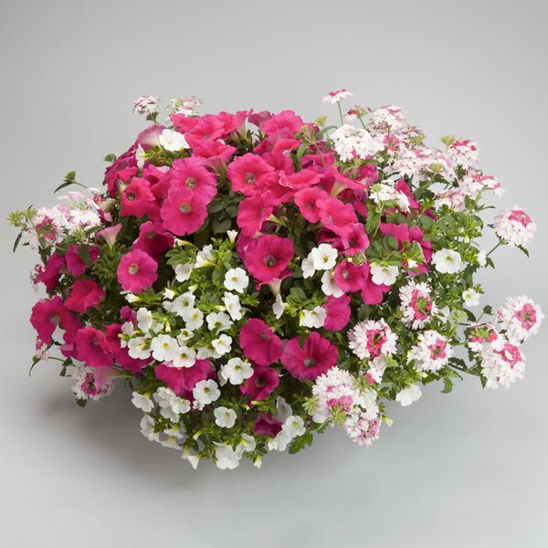 Kwik Kombo 'Pink Prism'