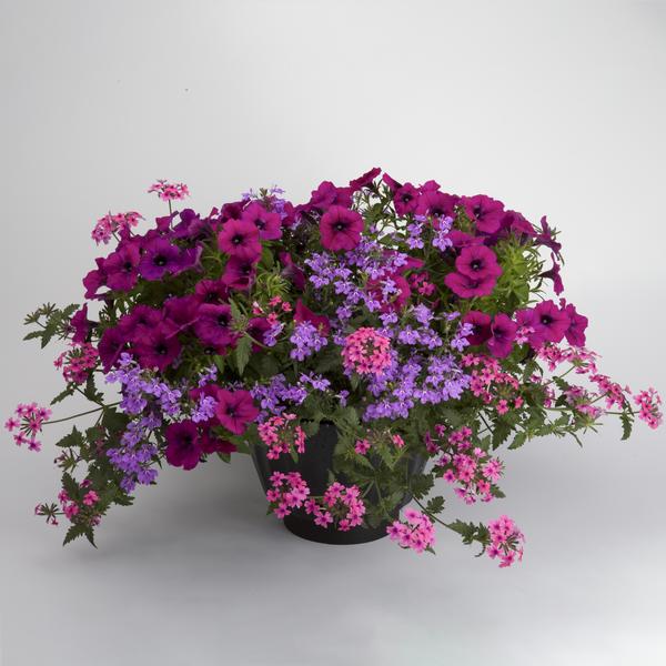 Kwik Kombo 'Rosewater'