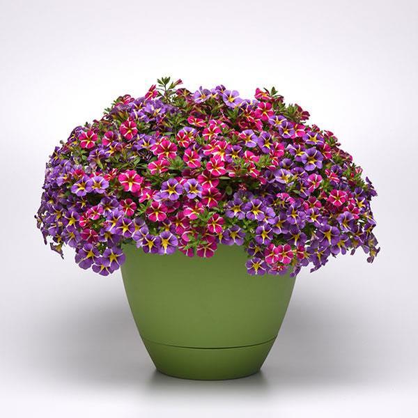 Trixi® 'Starspinner'