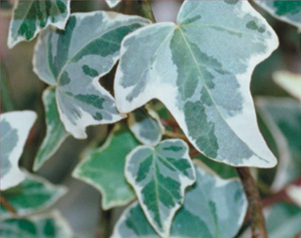 Hedera helix 'Glacier'