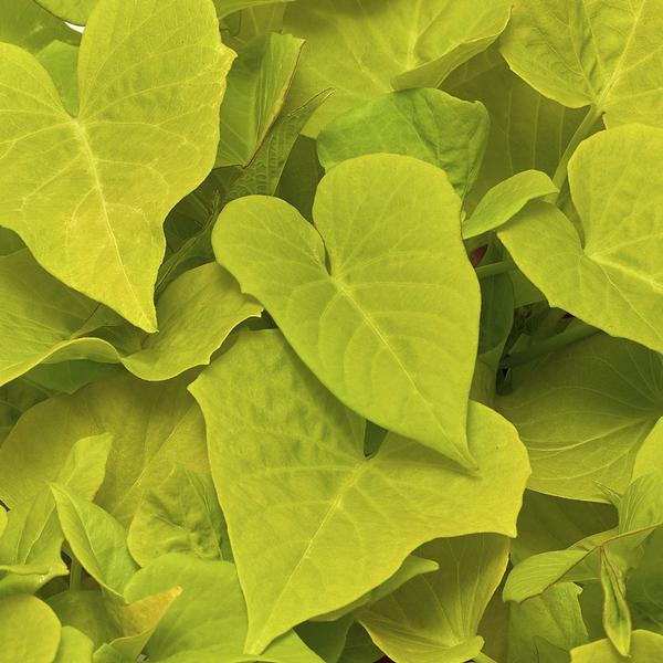 Ipomoea batatas 'Sidekick Heart Lime'