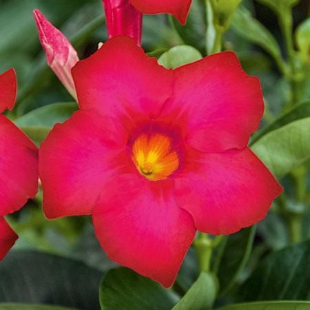 Mandevilla hybrida 'Bella Hot Pink'