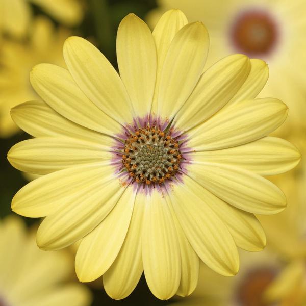 Osteospermum ecklonis 'Tradewinds Lemon Zest'