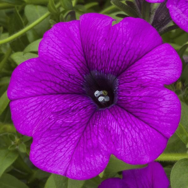 Petunia hybrida 'Sanguna Deep Lavender Vein'
