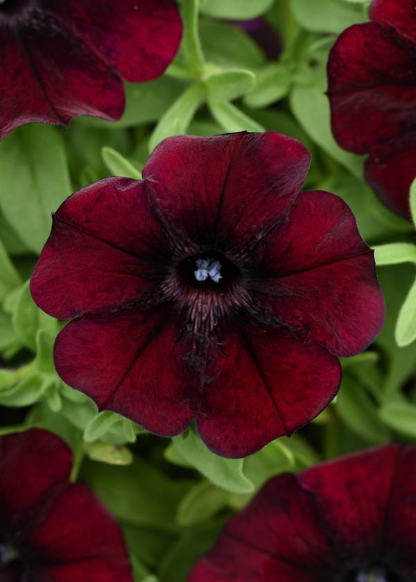 Petunia hybrida 'Starlet Pinot Red'