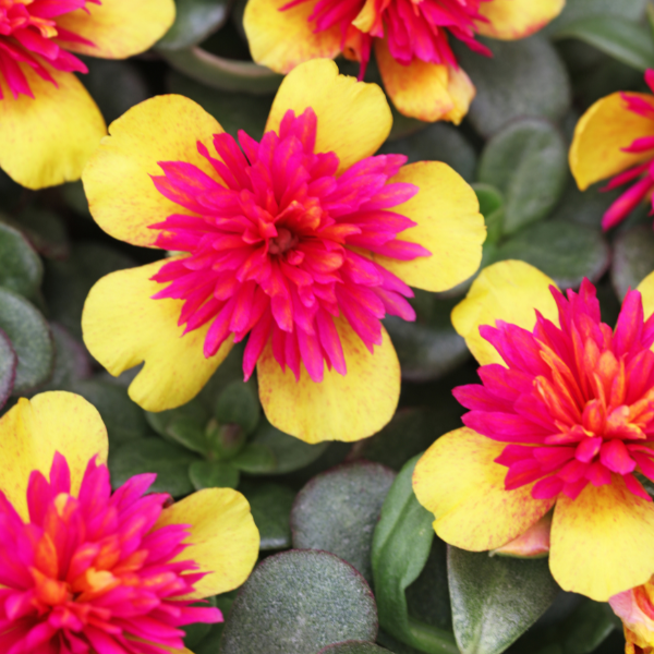 Portulaca oleracea 'SeaGlass Double Guava'