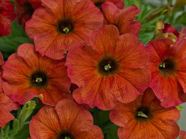 Petchoa hybrida 'SuperCal Premium Cinnamon'