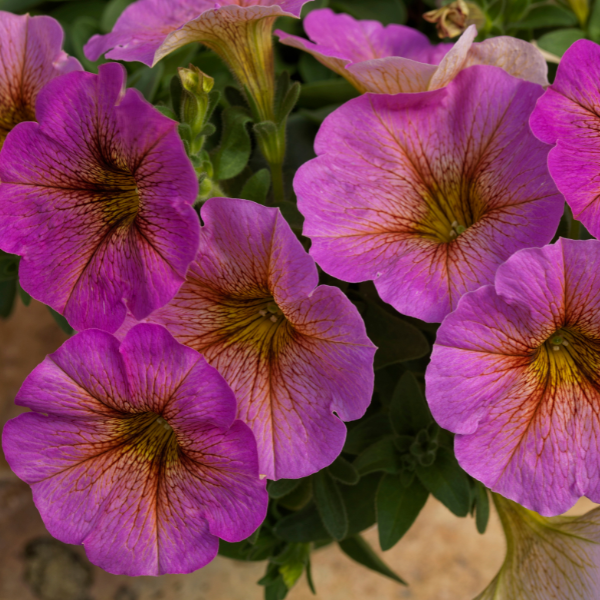Petchoa hybrida 'SuperCal Premium Sunray Pink'