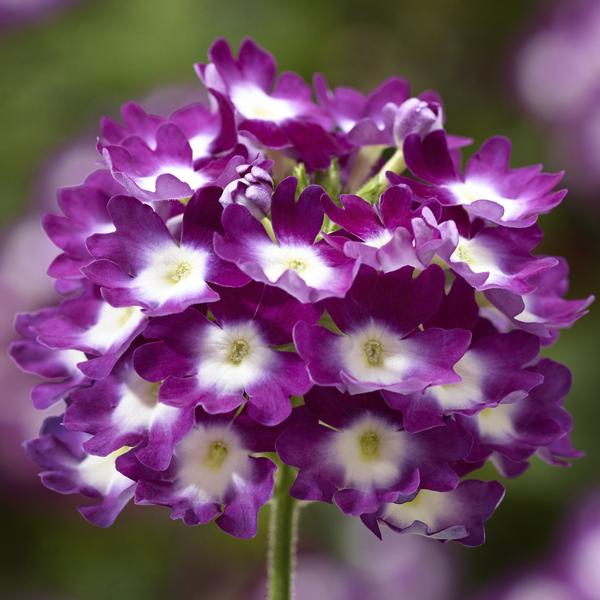 Verbena hybrida 'Lanai Cyclops Purple'