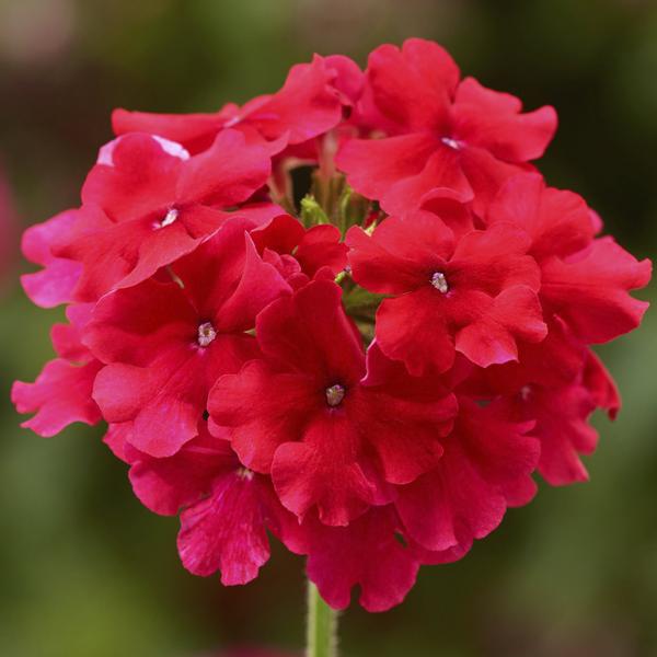 Verbena hybrida 'Lanai Strawberry'