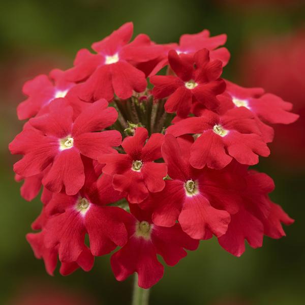 Verbena hybrida 'Lanai Upright Scarlet Imp'
