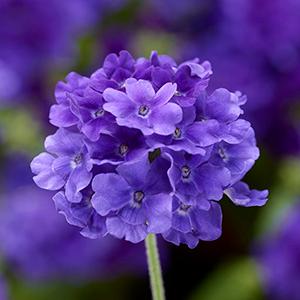 Verbena hybrida 'Lanai Upright True Blue'