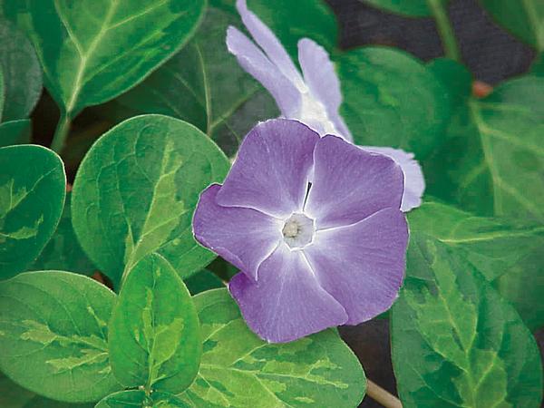 Vinca major 'Maculata'