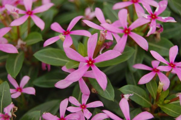 Vinca catharanthus roseus 'Soiree Kawaii Light Purple'