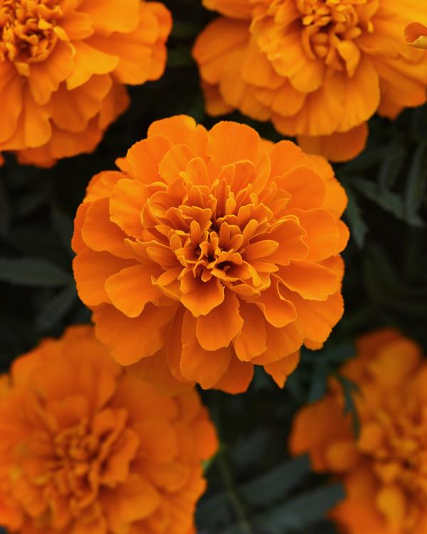 Marigold tagetes patula 'Bonanza Deep Orange Imp'