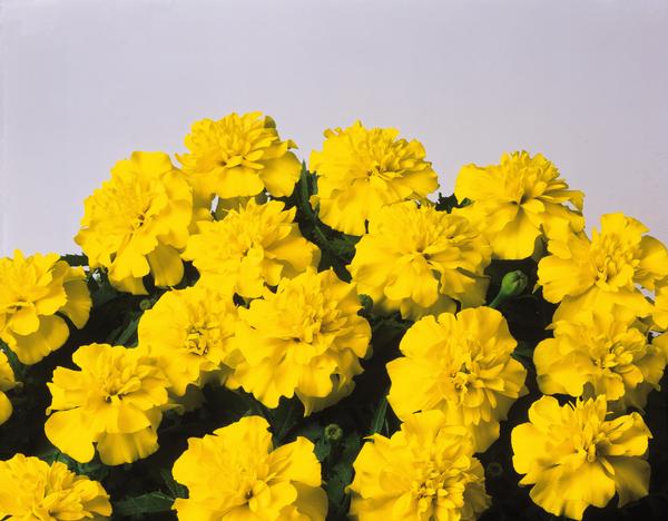 Marigold tagetes patula 'Bonanza Yellow'