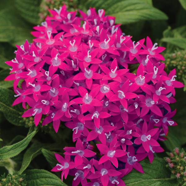 Pentas lanceolata 'Lucky Star Raspberry'