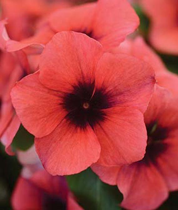 Vinca catharanthus roseus 'Tattoo Papaya'