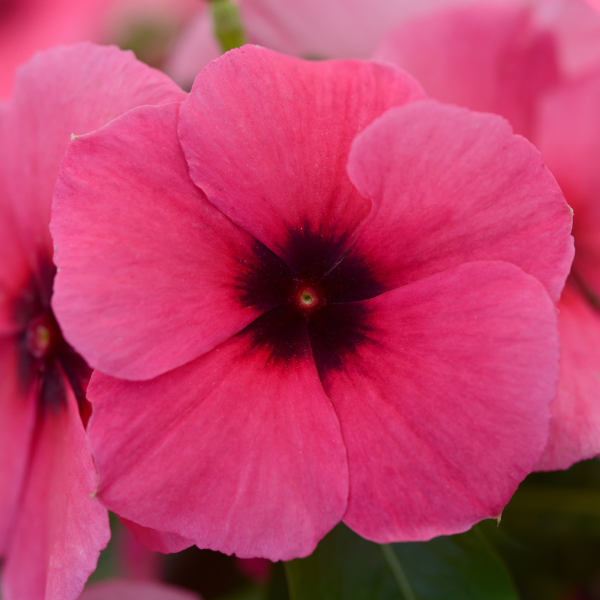 Vinca catharanthus roseus 'Tattoo Raspberry'