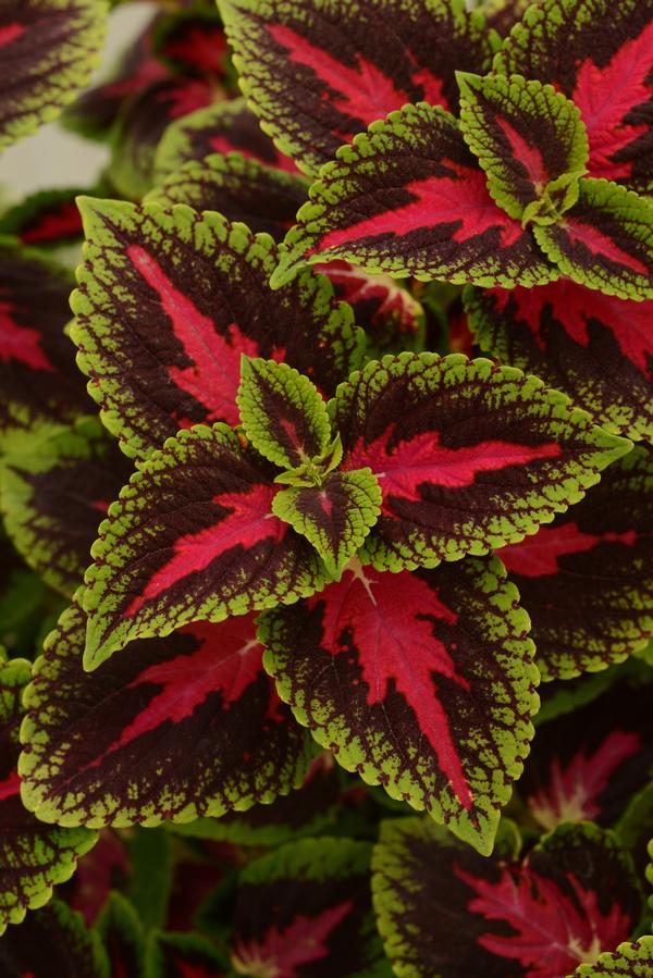 Coleus scutellarioides 'French Quarter'