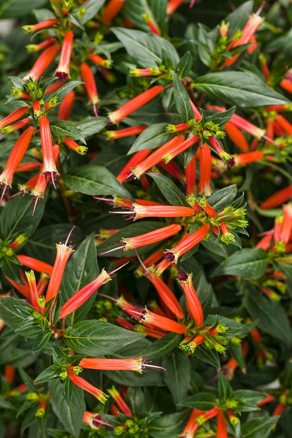 Cuphea hybrida 'Vermillionaire'