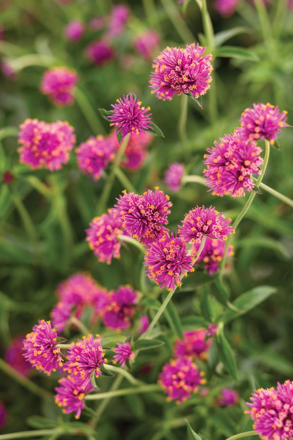 Gomphrena pulchella 'Truffala Pink'