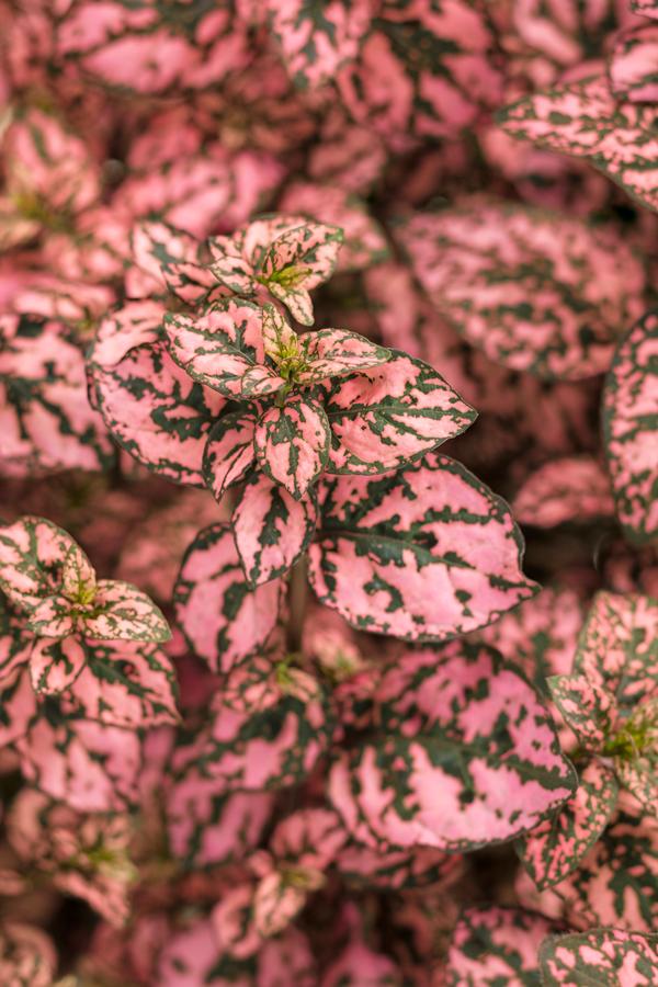 Hypoestes phyllostachya 'Hippo Pink'