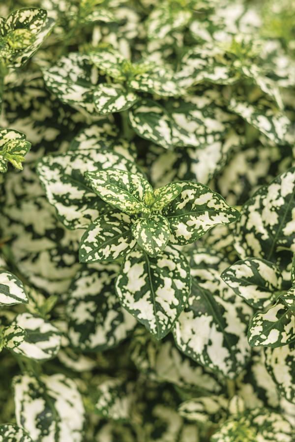 Hypoestes phyllostachya 'Hippo White'