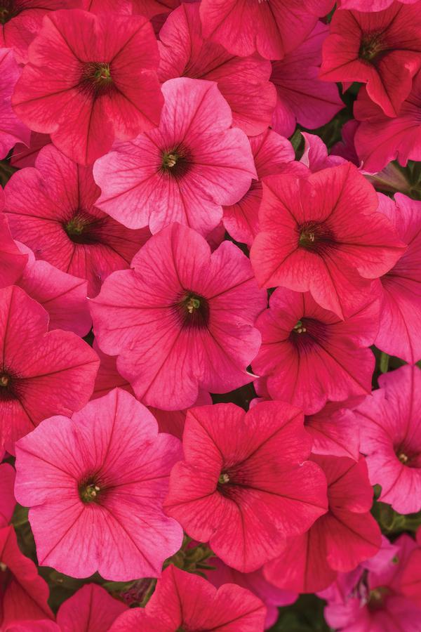 Petunia hybrida 'Supertunia Vista Paradise'