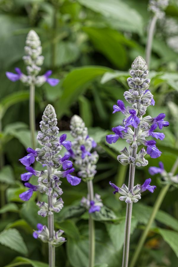 Salvia hybrida 'Rockin Playin' the Blues'