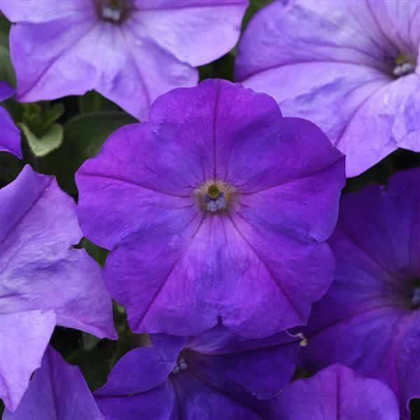 Petunia hybrida Easy Wave Lavender Sky Blue | Lucas Greenhouses