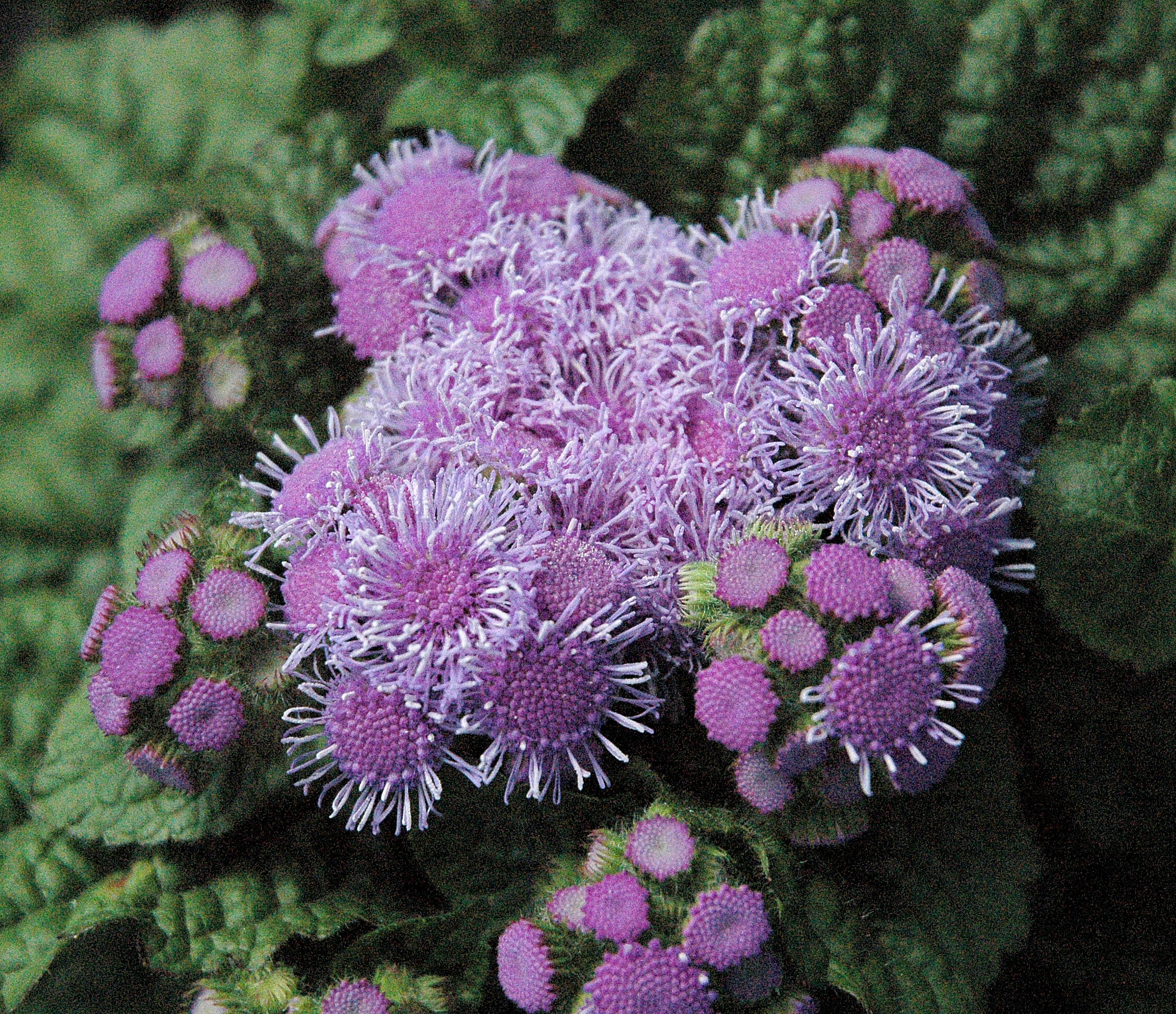 Ageratum houstonianum 'Aloha Blue'