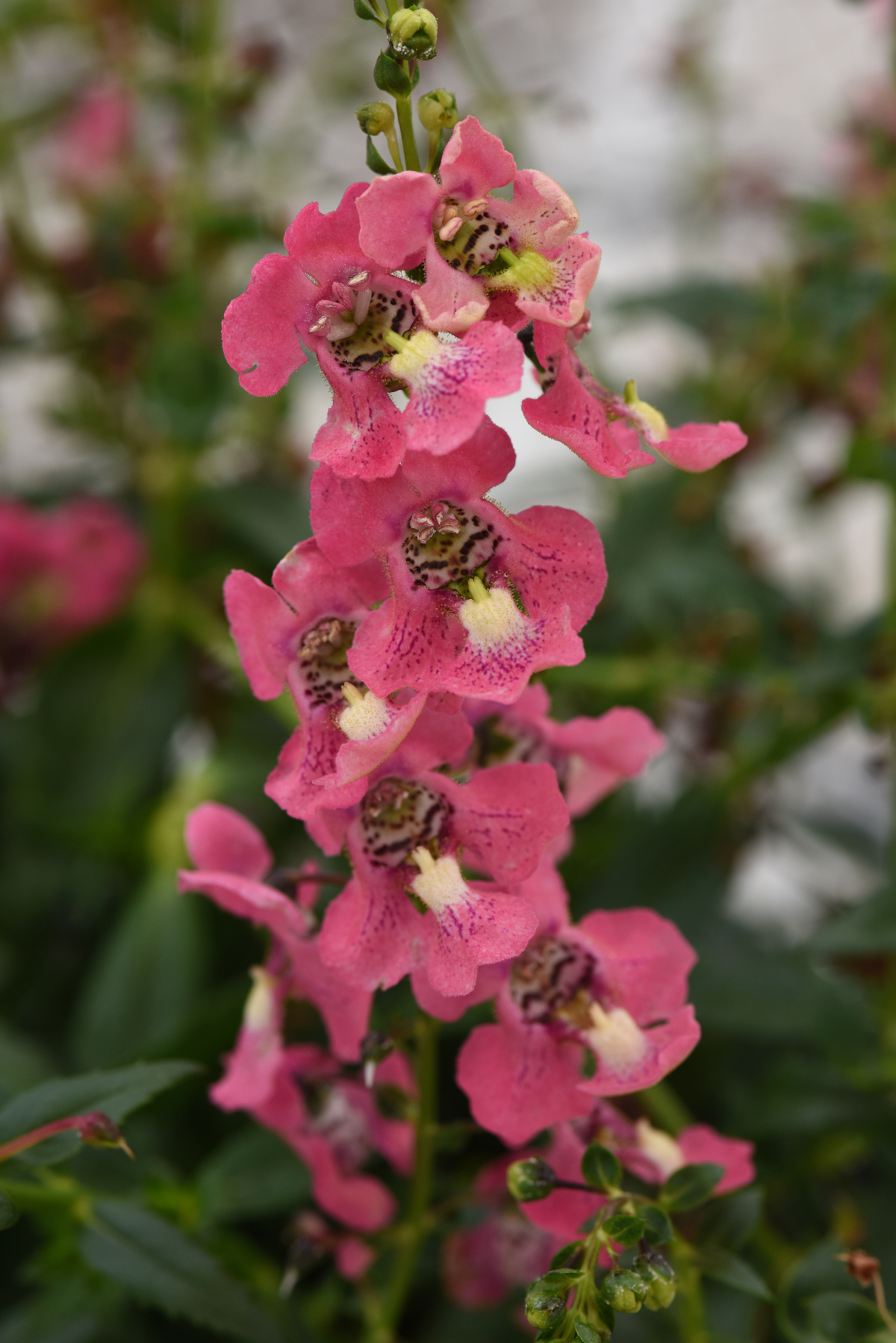 Angelonia angustifolia 'Archangel Coral'